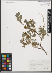 Foto von Salix starkeana Willd.